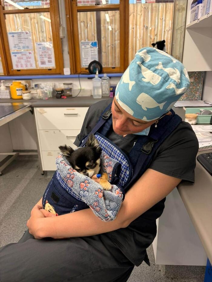 Images Fur Life Vet- Torquay