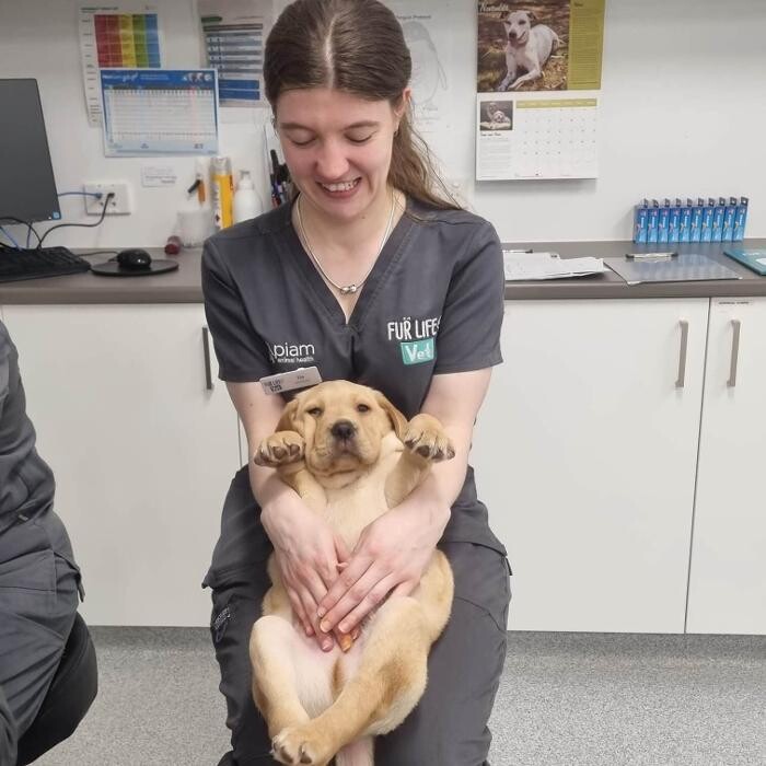 Images Fur Life Vet- Torquay