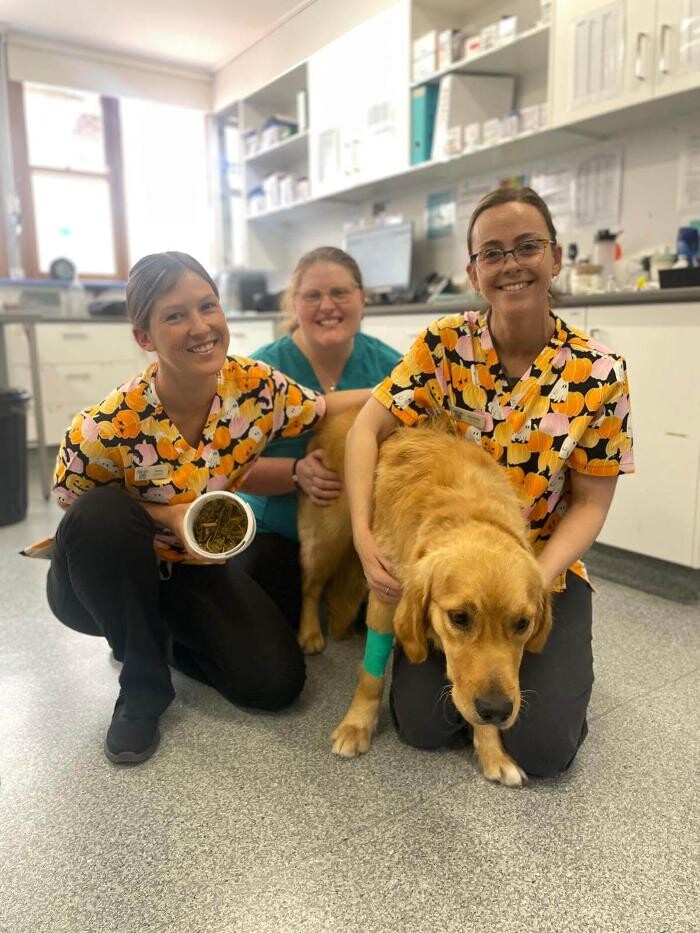 Images Fur Life Vet Highton