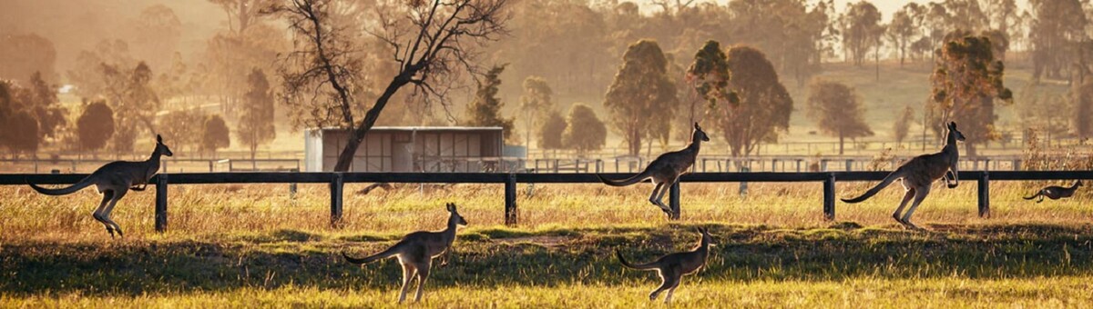 Images Davidson Cameron & Co - Guyra