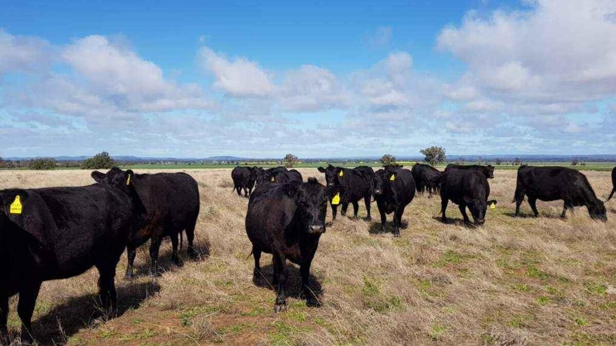 Images Davidson Cameron & Co - Guyra