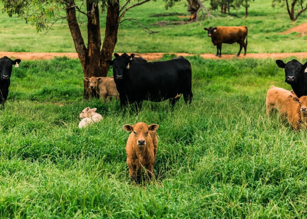 Images Davidson Cameron & Co Quirindi