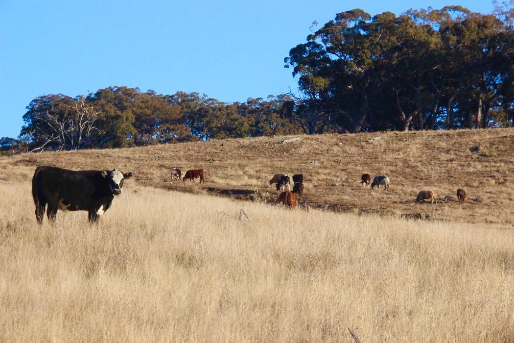 Images Davidson Cameron & Co Scone - Stephen Johnston