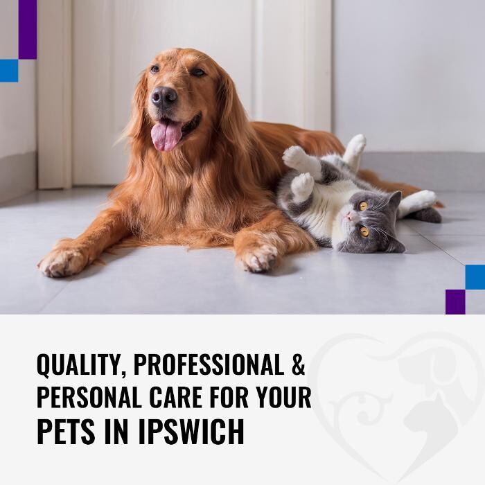 Ipswich Family Veterinary Clinic Logo