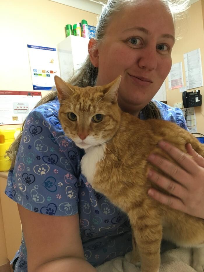 Images Lithgow Veterinary Hospital