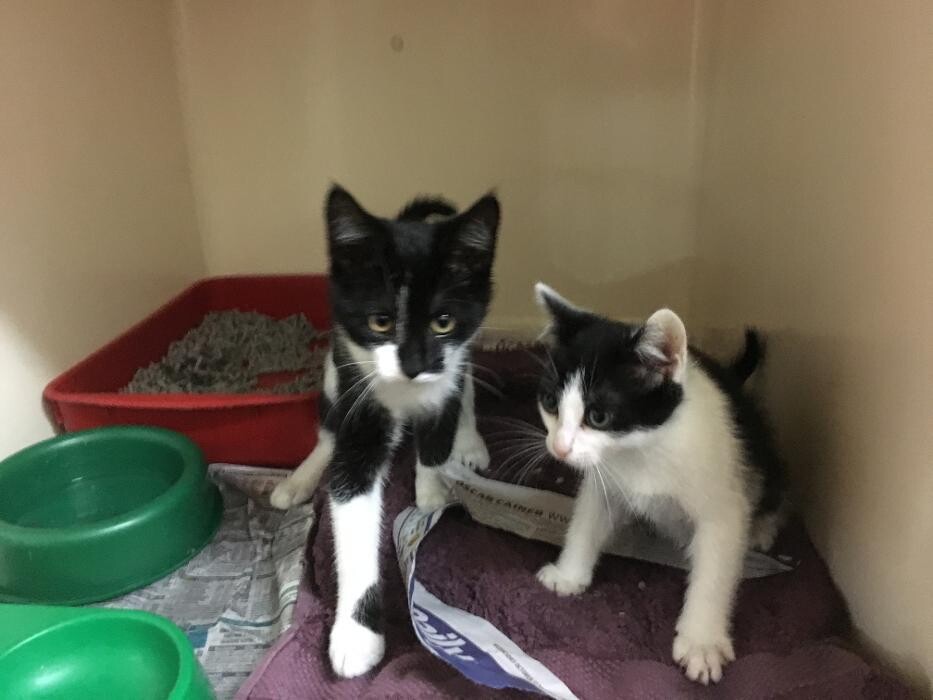 Images Lithgow Veterinary Hospital