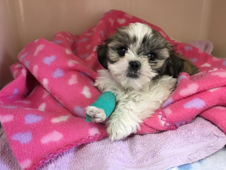 Images Lithgow Veterinary Hospital