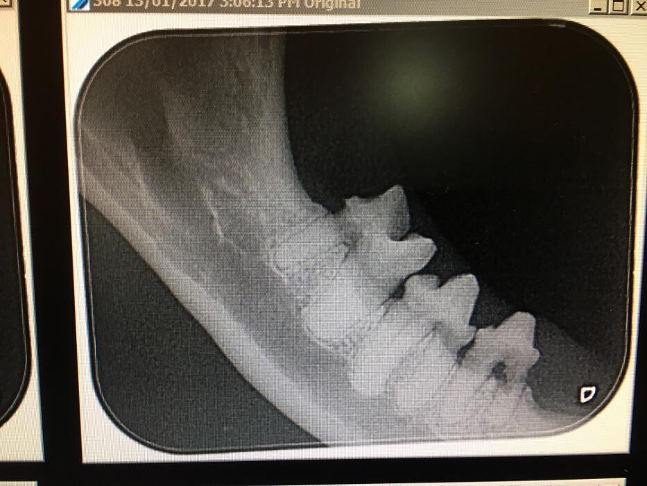 Images Lithgow Veterinary Hospital