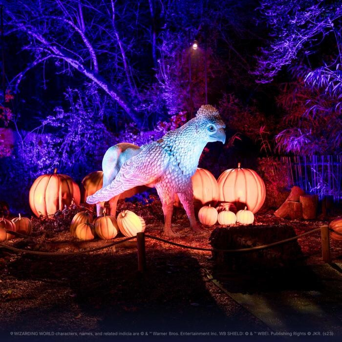 Images Harry Potter: A Forbidden Forest Experience - Brisbane