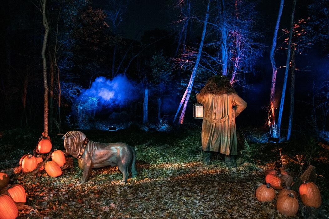 Images Harry Potter: A Forbidden Forest Experience - Brisbane