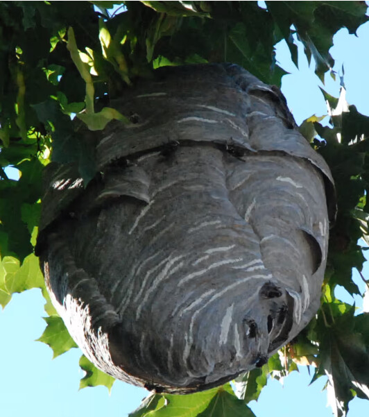 Images Anthony The Wasp and Bee Man