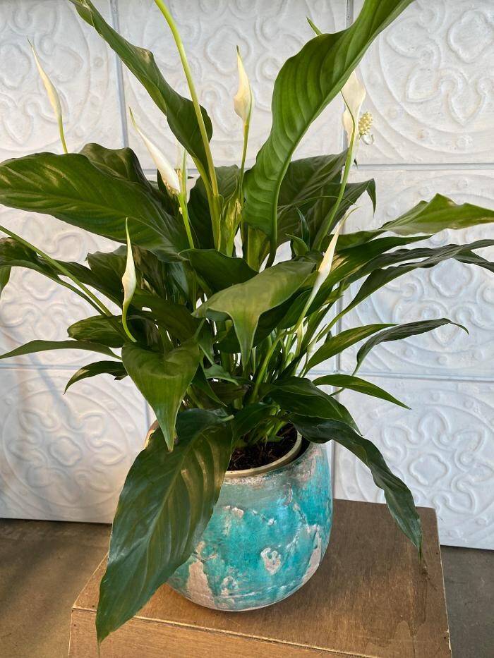 Images Shirley's Flowers, Ballina Florist
