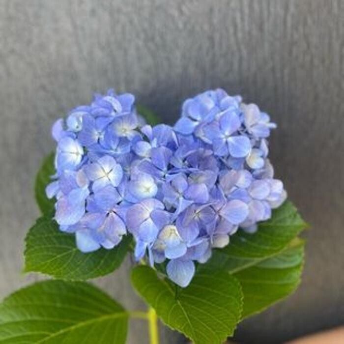 Images Shirley's Flowers, Ballina Florist