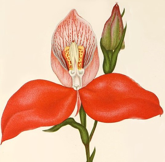 Disa Landscaping & Horticulture Logo