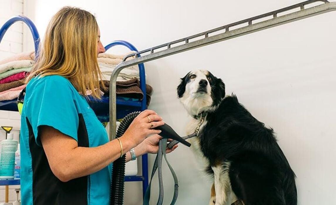 Images Inverloch Veterinary Clinic Gippsland Veterinary Group