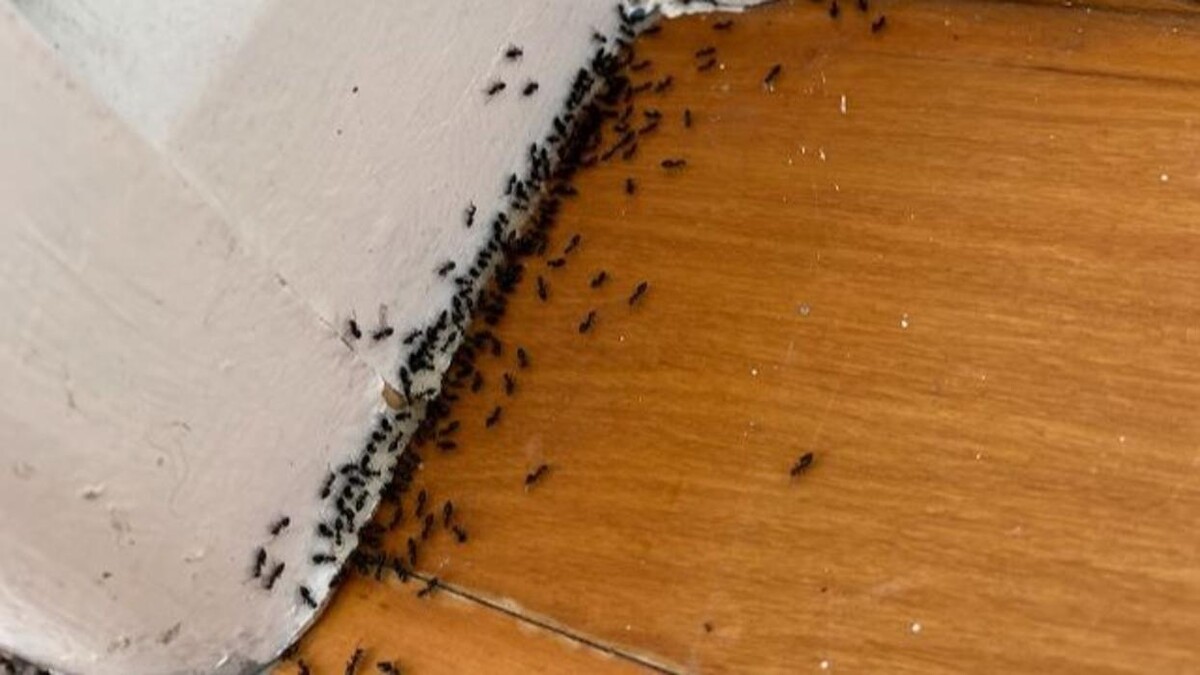 Images So Pest Off - Pest Control