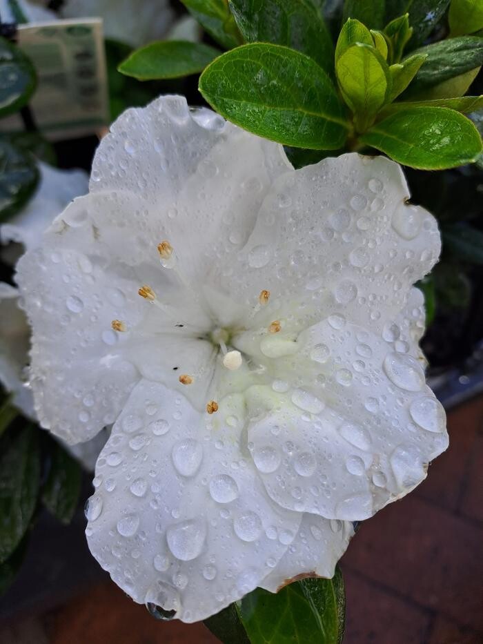 Images Cobble Patch Landscape Supplies