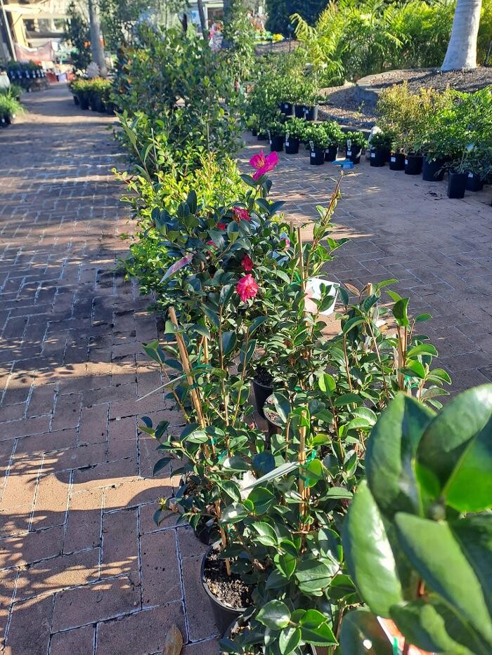 Images Cobble Patch Landscape Supplies