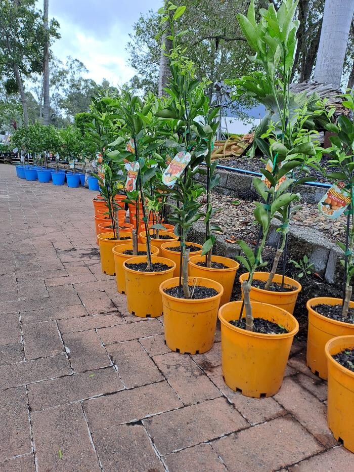 Images Cobble Patch Landscape Supplies