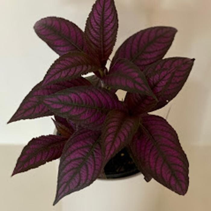 Images Cobble Patch Landscape Supplies