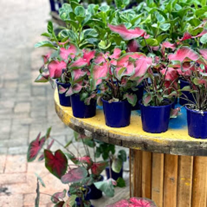 Images Cobble Patch Landscape Supplies