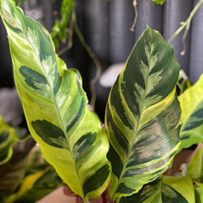 Images Cobble Patch Landscape Supplies