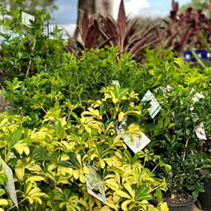 Images Cobble Patch Landscape Supplies