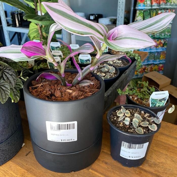 Images Cobble Patch Landscape Supplies