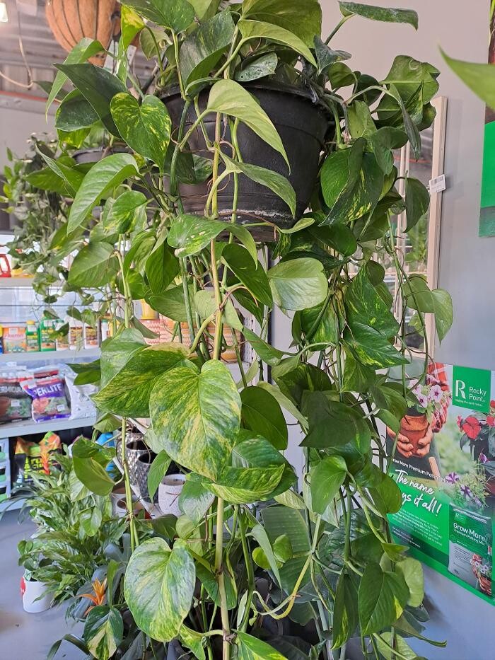 Images Cobble Patch Landscape Supplies