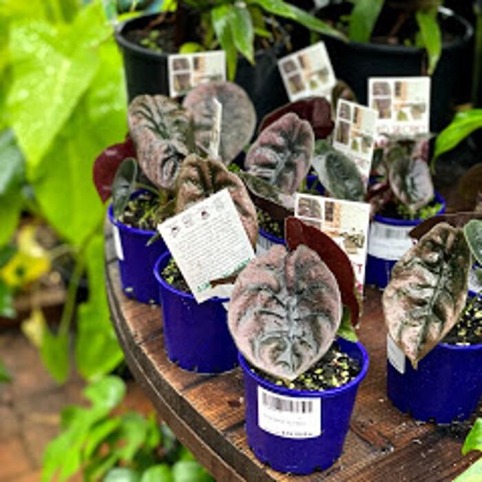 Images Cobble Patch Landscape Supplies