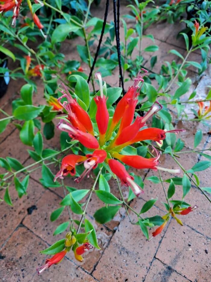 Images Cobble Patch Landscape Supplies