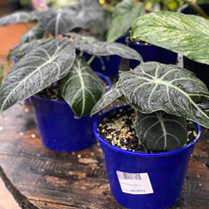 Images Cobble Patch Landscape Supplies