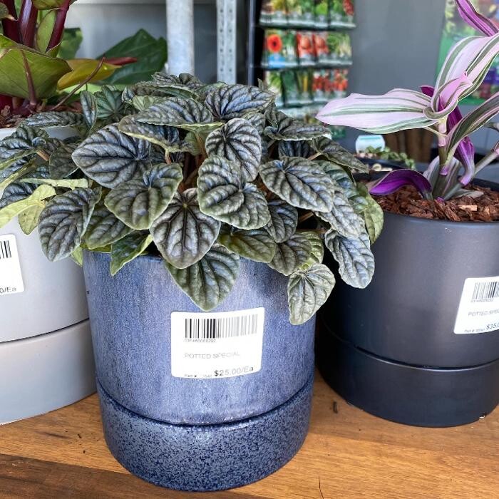 Images Cobble Patch Landscape Supplies