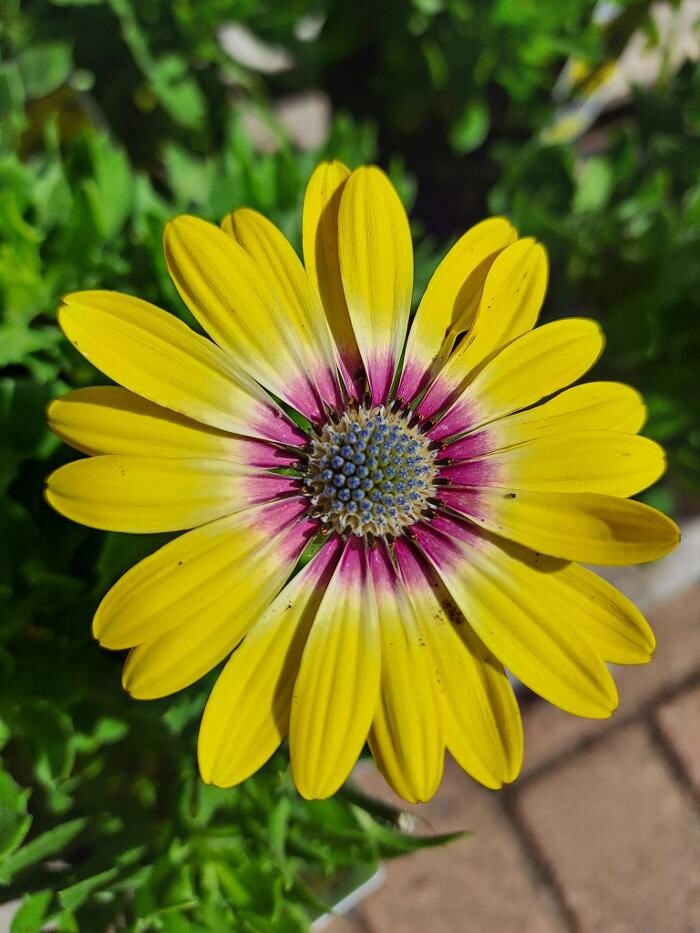 Images Cobble Patch Landscape Supplies