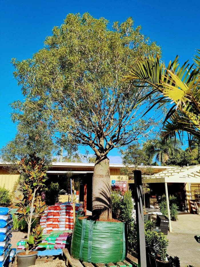 Images Cobble Patch Landscape Supplies