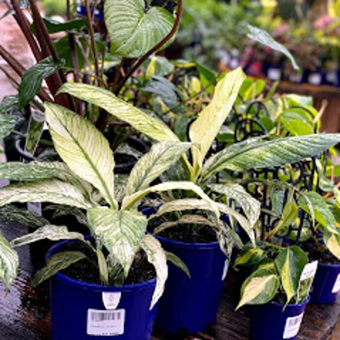 Images Cobble Patch Landscape Supplies