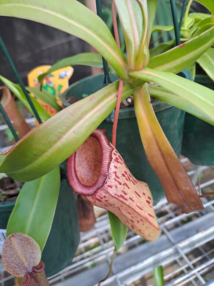 Images Cobble Patch Landscape Supplies