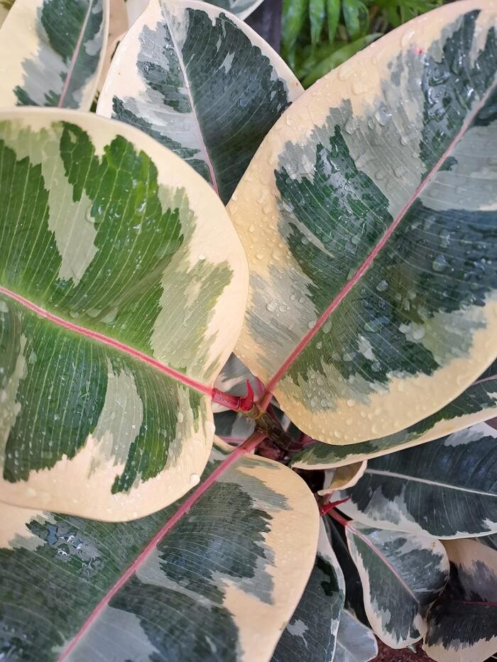 Images Cobble Patch Landscape Supplies