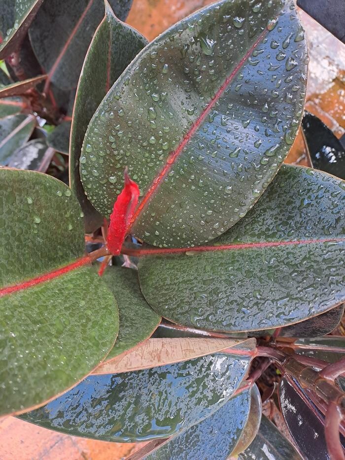 Images Cobble Patch Landscape Supplies