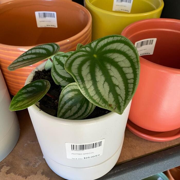 Images Cobble Patch Landscape Supplies