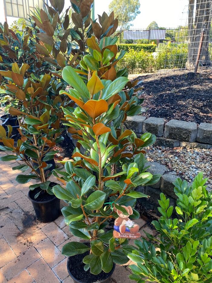 Images Cobble Patch Landscape Supplies