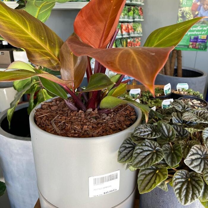 Images Cobble Patch Landscape Supplies