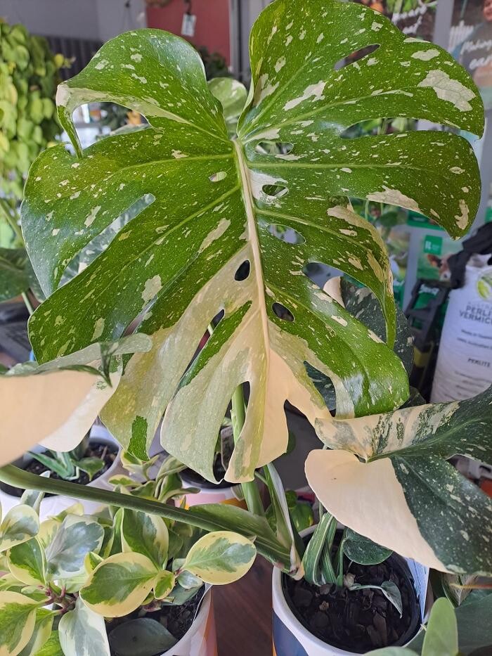 Images Cobble Patch Landscape Supplies