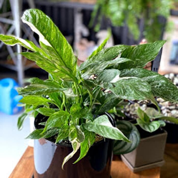 Images Cobble Patch Landscape Supplies