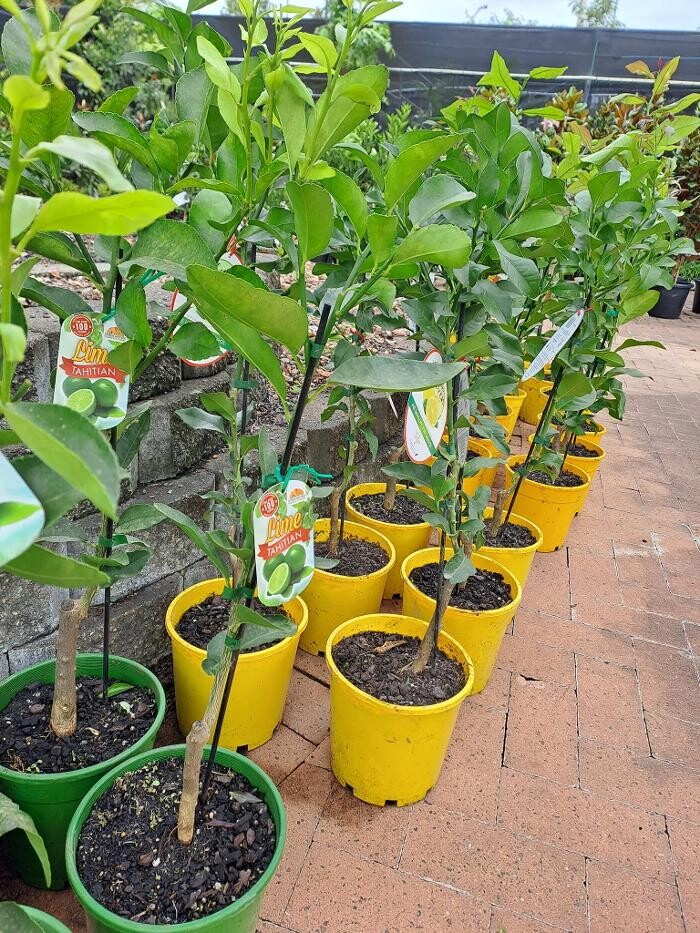 Images Cobble Patch Landscape Supplies