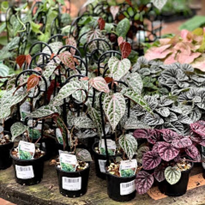 Images Cobble Patch Landscape Supplies