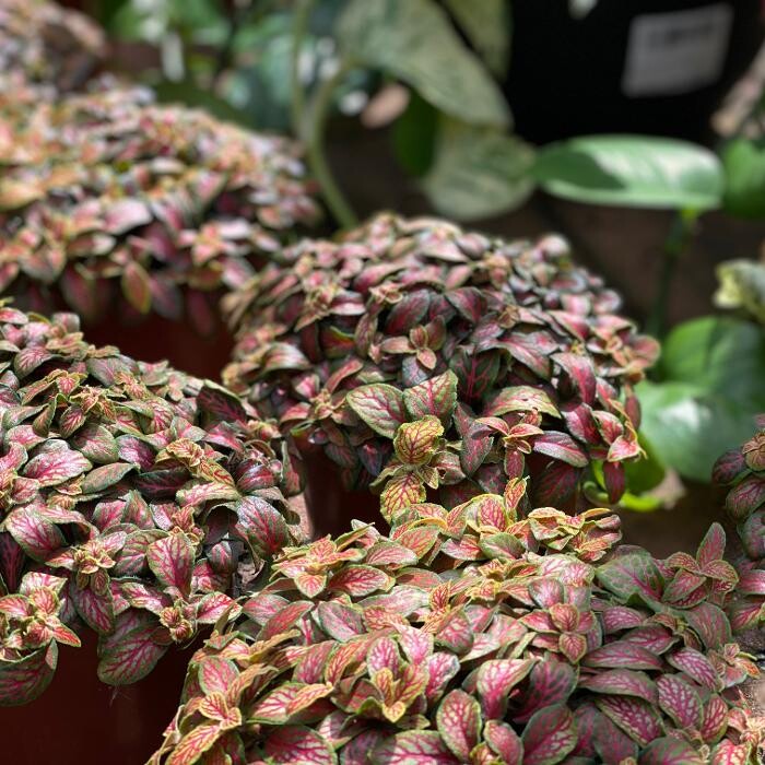 Images Cobble Patch Landscape Supplies