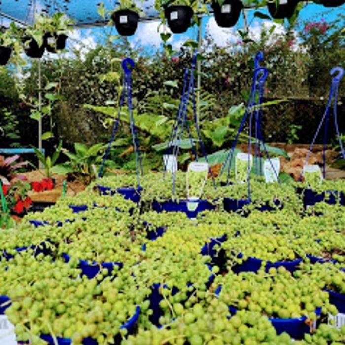 Images Cobble Patch Landscape Supplies