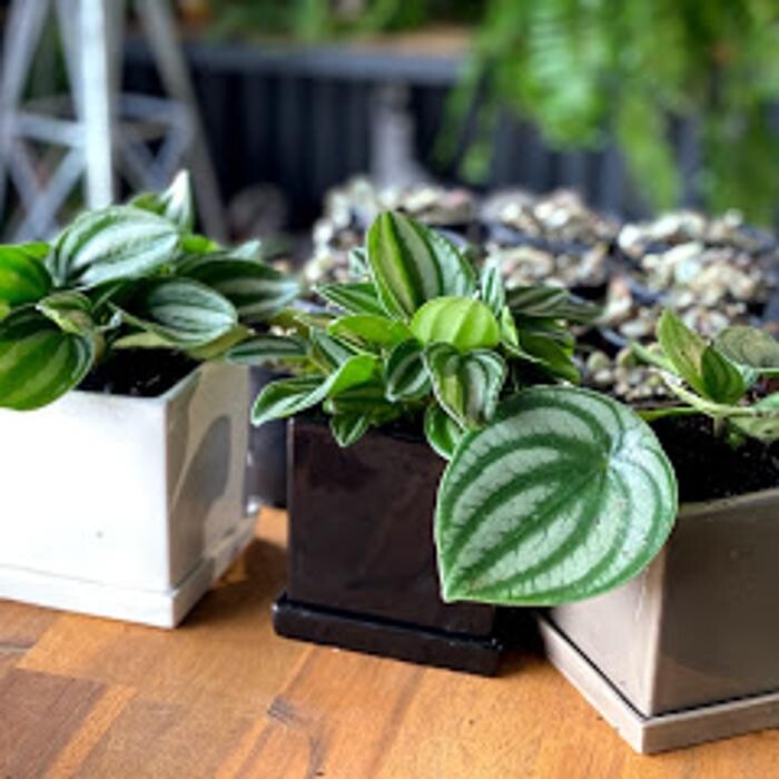 Images Cobble Patch Landscape Supplies