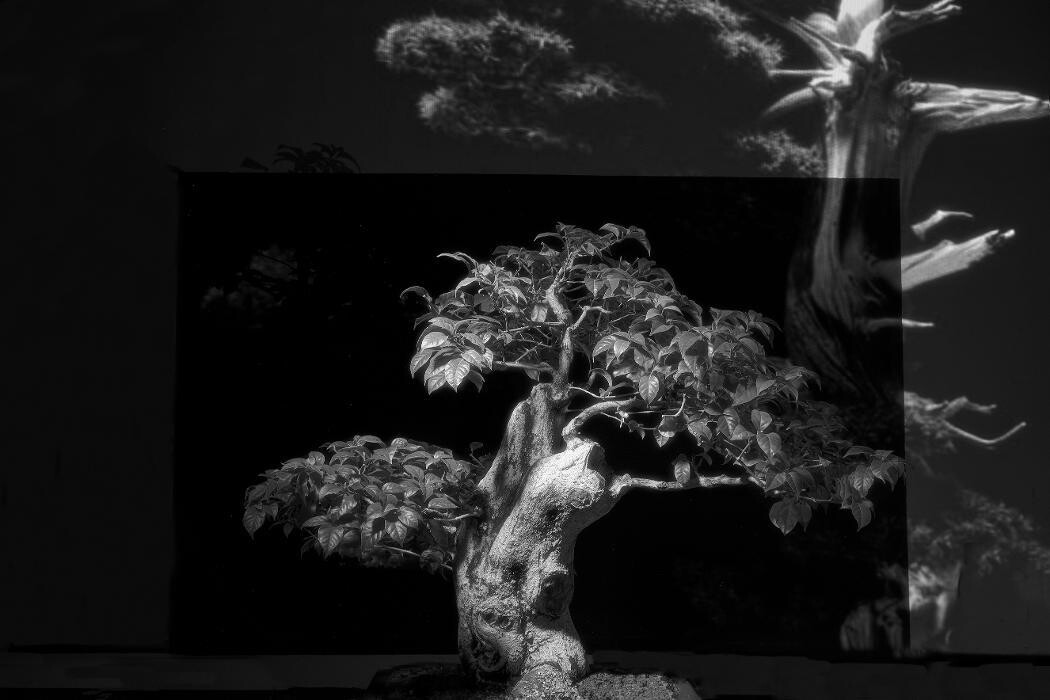 Images Fabricio Simões